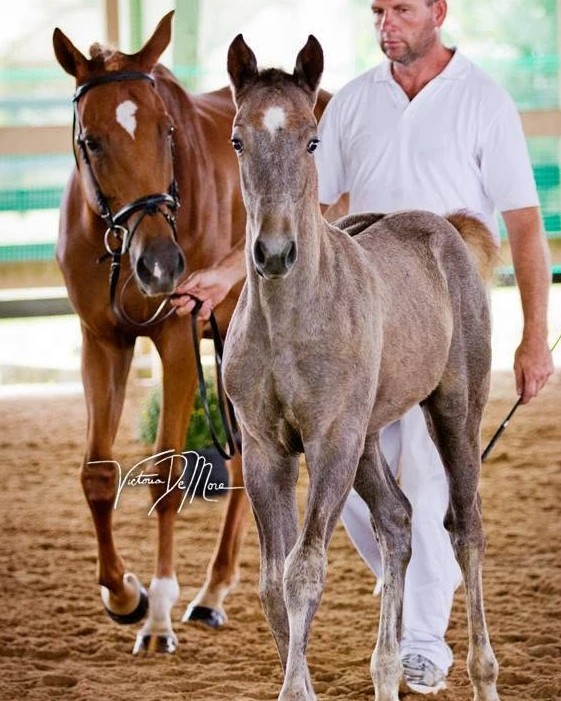 Keelie as a foal trotting in hand beside Willa T at the ISR inspection