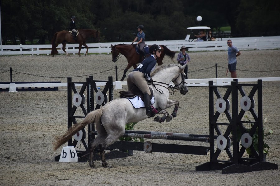Keelie, grown and greyed out, jumping an oxer in a show ring