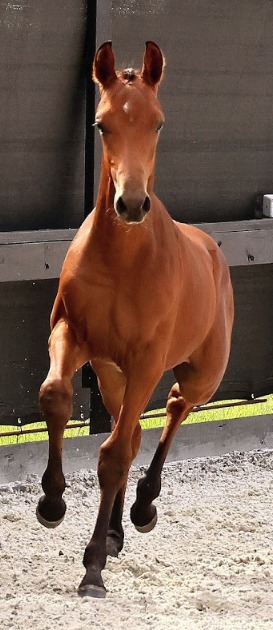 Nico, a bay yearling gelding, trotting toward the camera in a sand arena