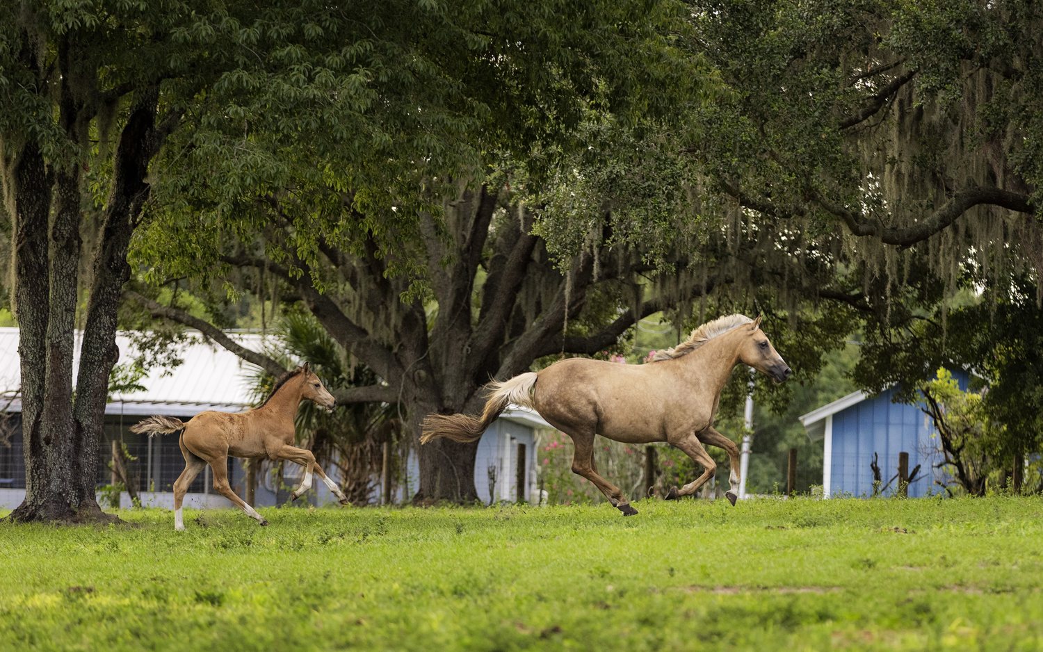 A palomino mare and foal galloping under a stand of live oaks